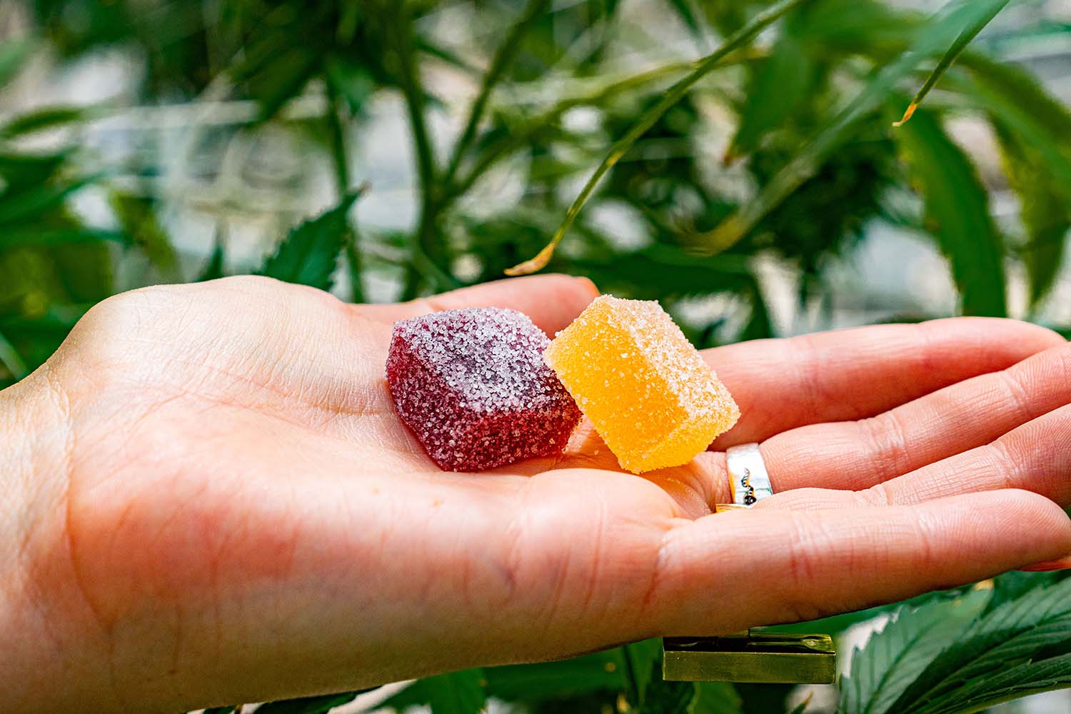 Delta-8 gummies in hand with hemp plants in background