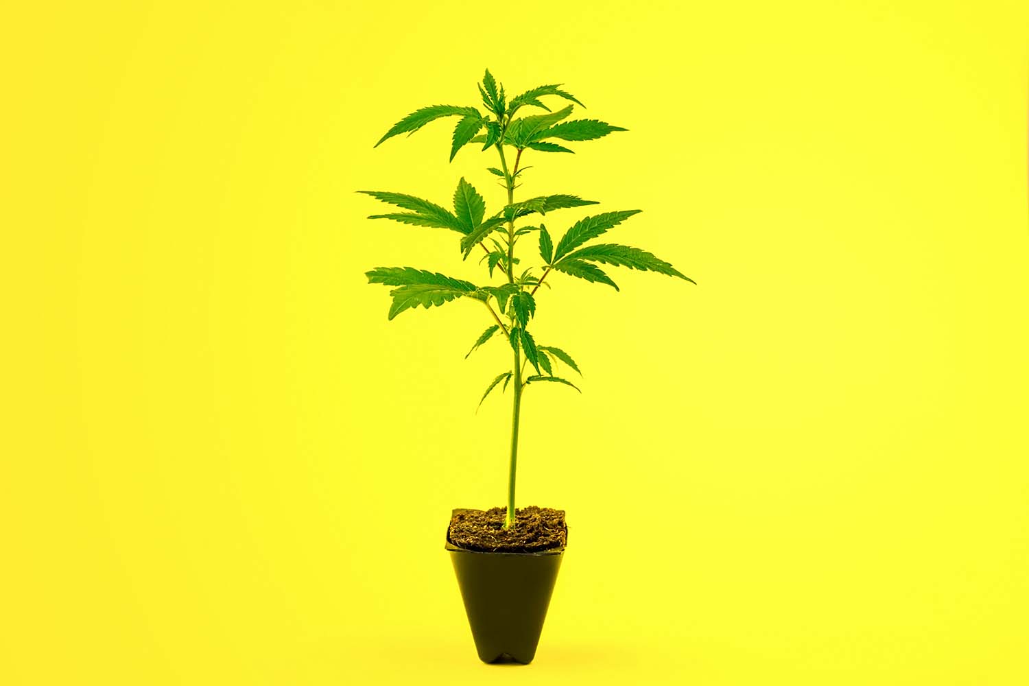 Delta -8 Hemp Plant In Pot Yellow Background