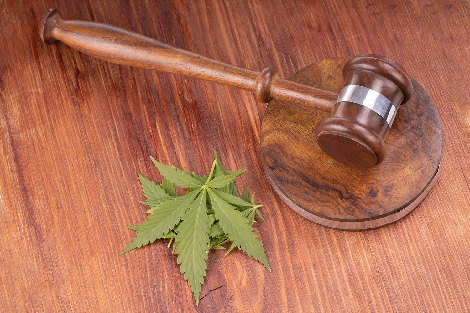 Delta-8 leaf with legal gavel