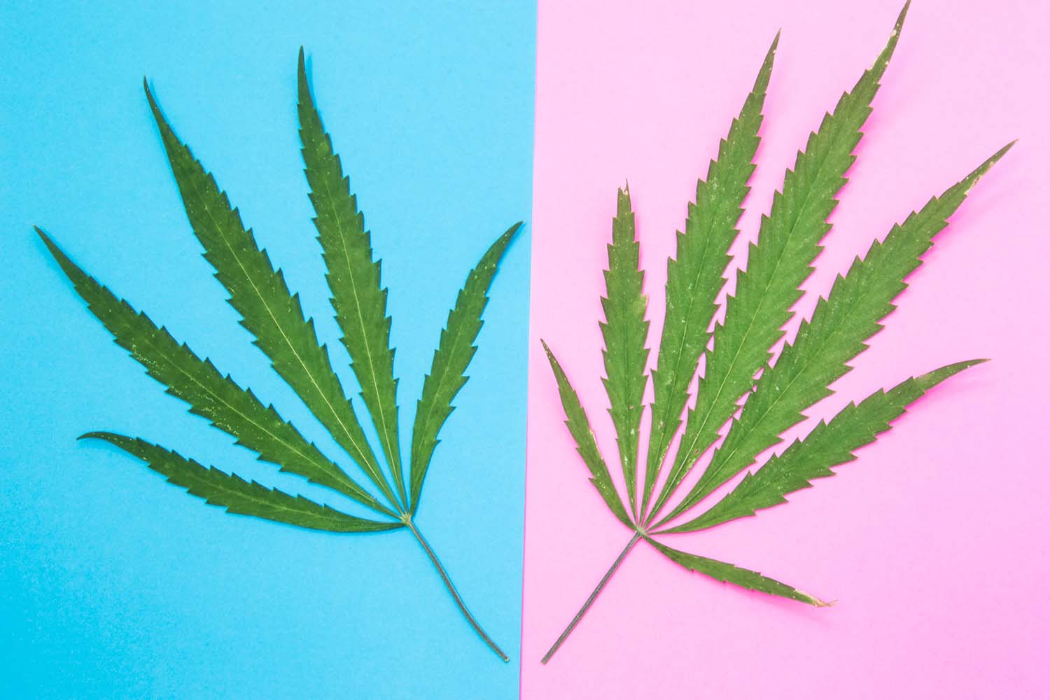 Delta-8 vs. Delta-9 pink and blue illustration with hemp leaf