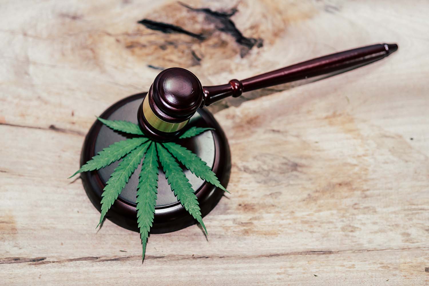 Legal gavel hitting delta-8 hemp plant