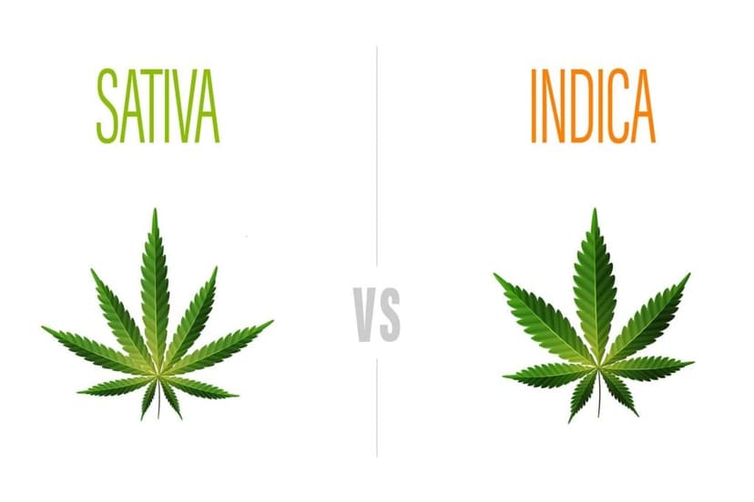 Delta 8 Strains Which Is The Best? Delta North