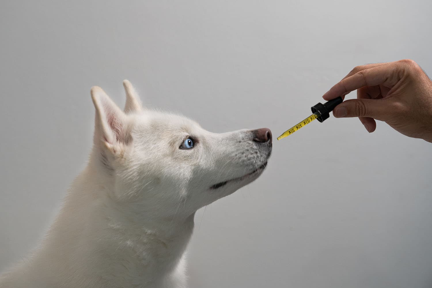 Dog looking at delta 8 THC tincture with potential medical condition
