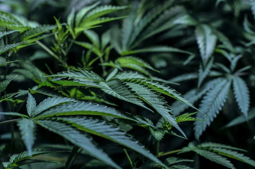 Exploring CDT Weed CannabisDerived Terpenes & Benefits Delta North