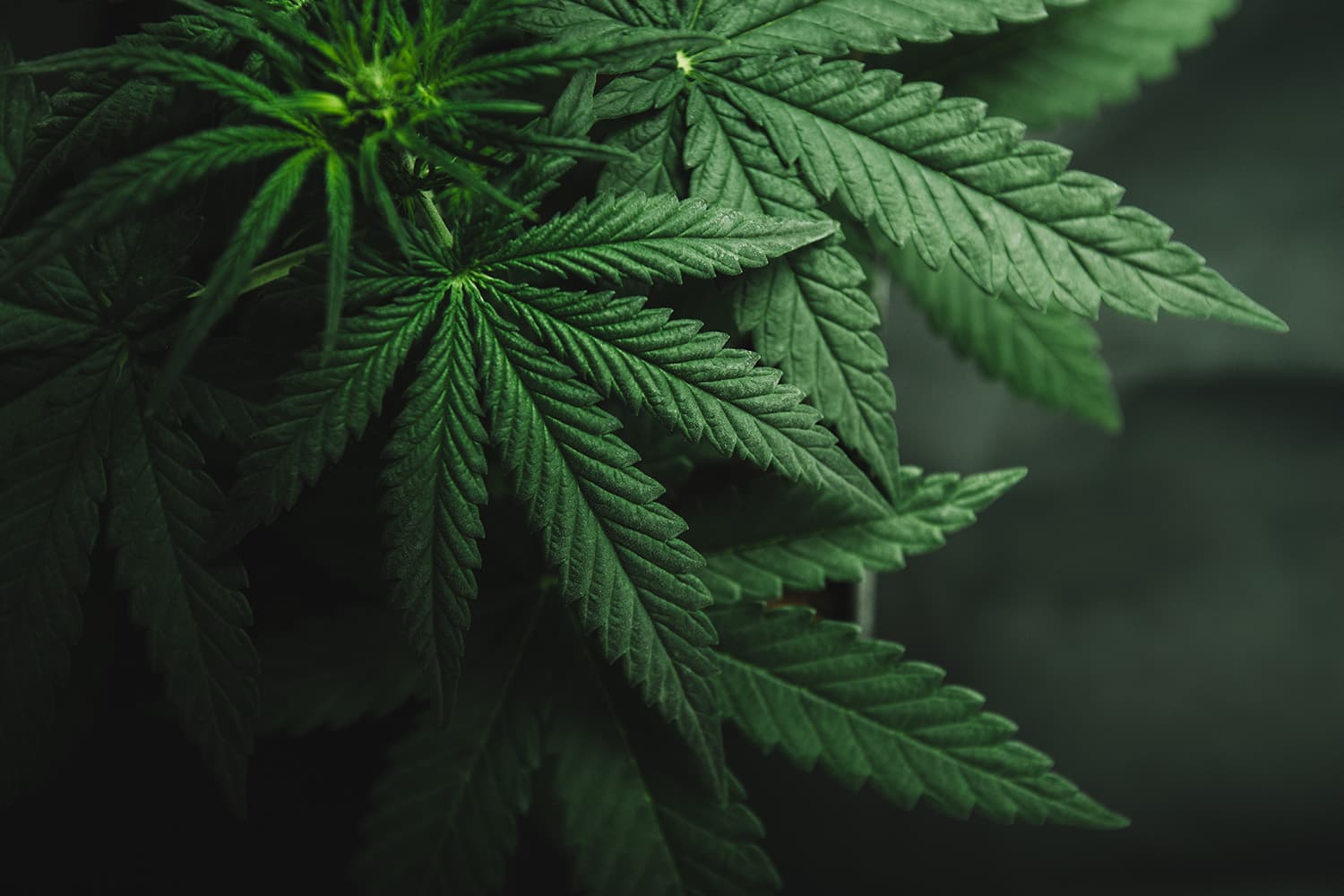 Industrial hemp (delta 10) on farm