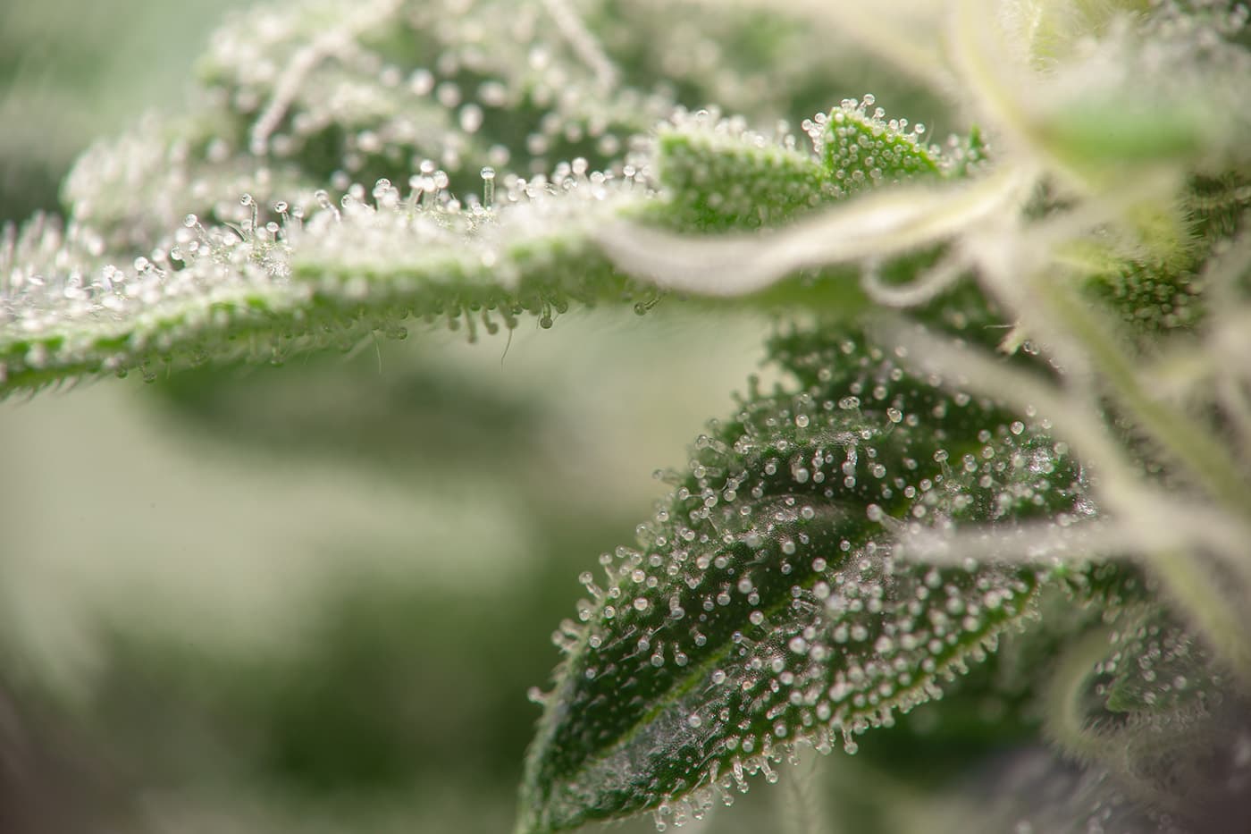 Delta 8 THC terpene up close