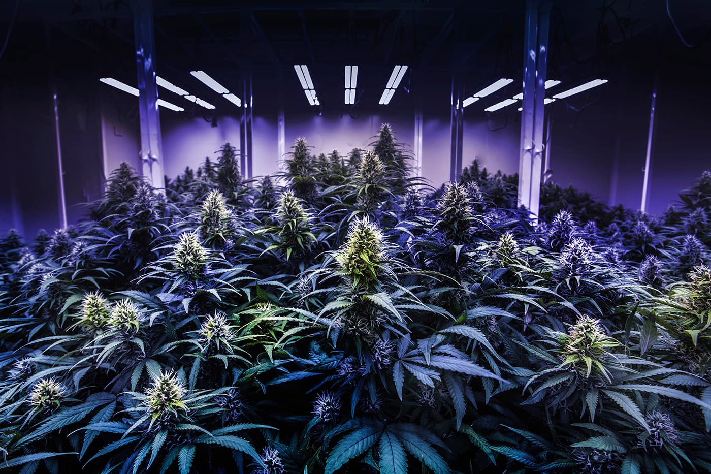 Delta 8 THC flower in greenhouse under growing light