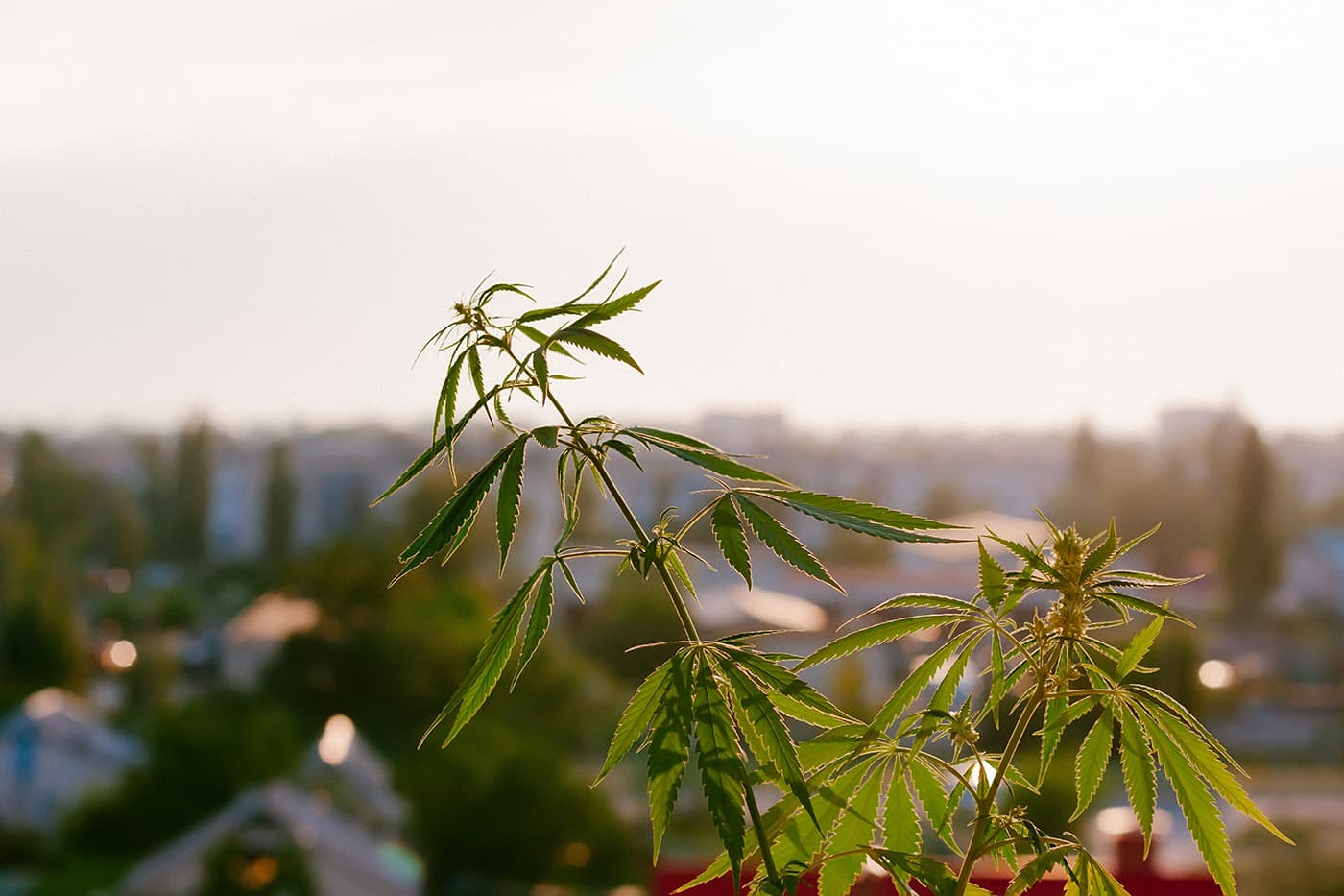 Delta 8 THC plant growing in yard