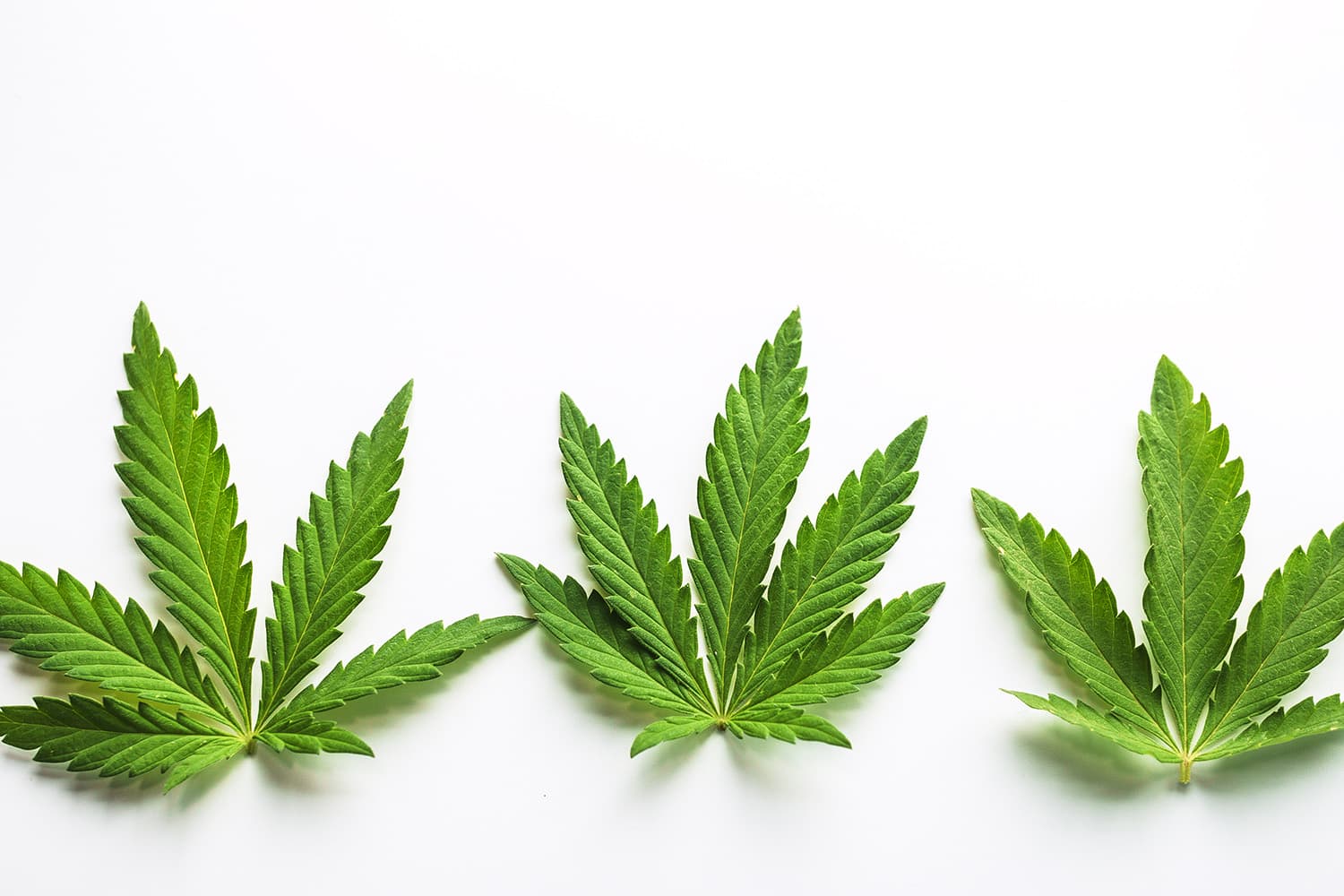 Delta 11 and delta 8 THC leaves on white background