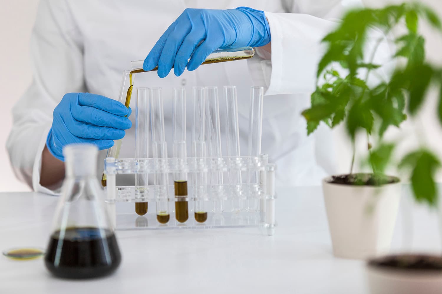 Delta 8 THC plant in lab being extracted