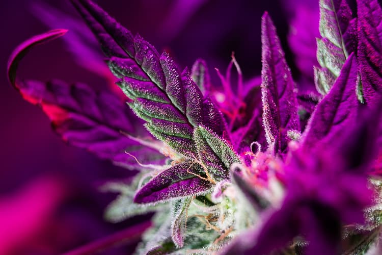Purple Sunset Strain Guide Effects, and More Delta North
