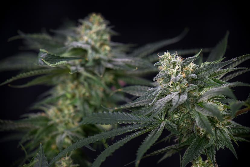 Berry Gelato Strain A Deep Dive into Its Origins & Effects Delta North