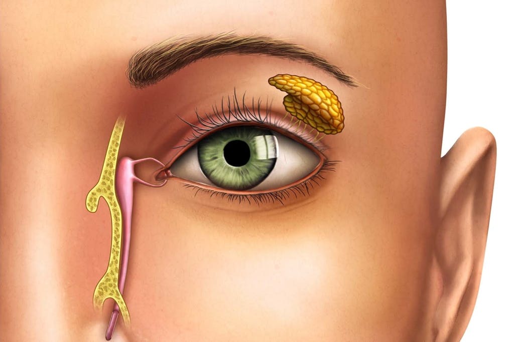 Illustration of an eye's anatomy