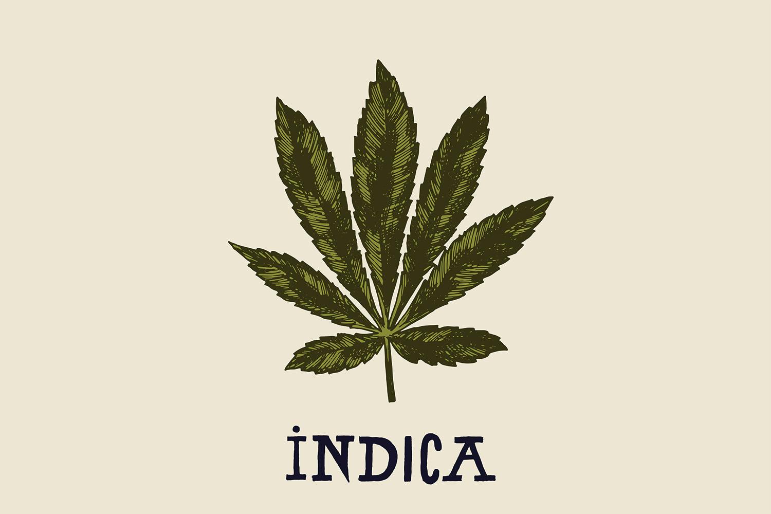 Illustration of a particular strain of indica leaf on brown background