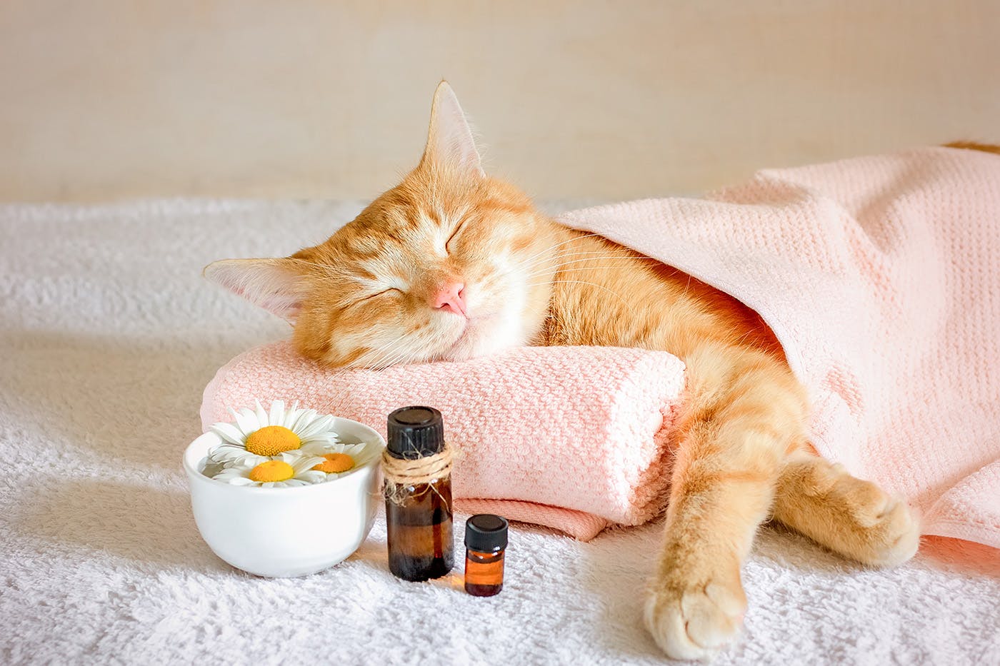 Cat sleeping with delta 8 THC products