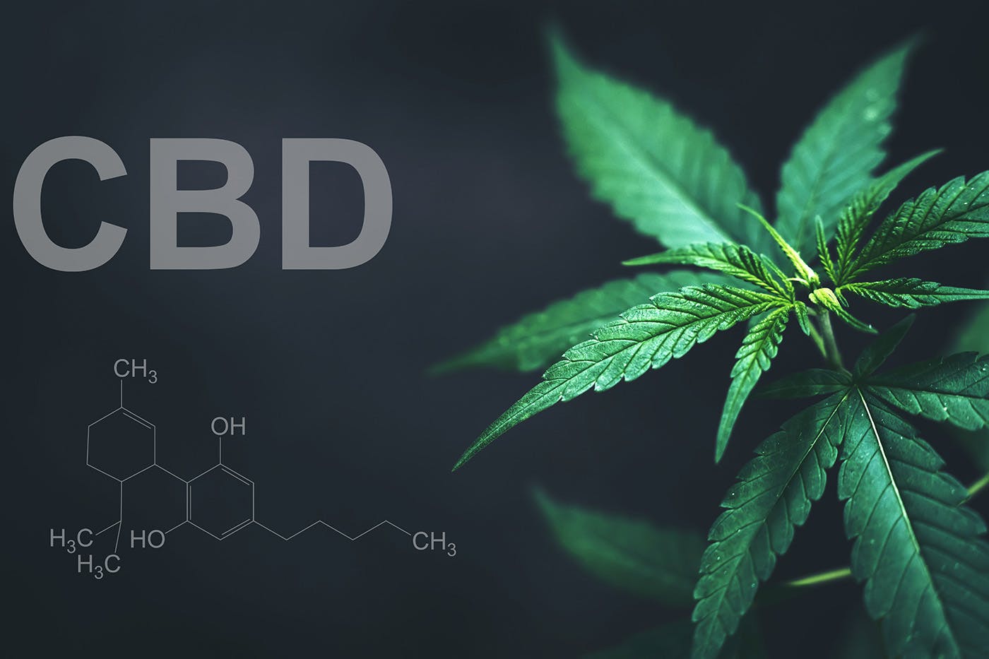 CBD text with CBD plant in background