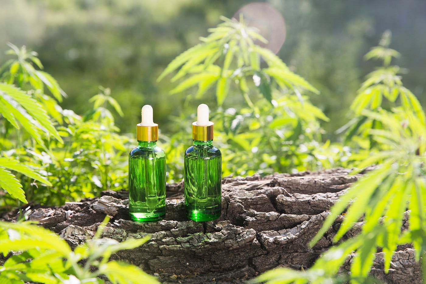HHC and delta 9 THC tinctures in forest