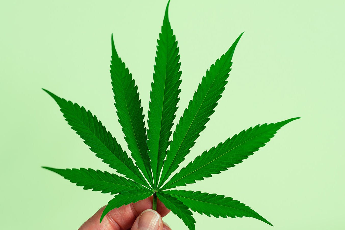 Hemp plant being held in hand on green background