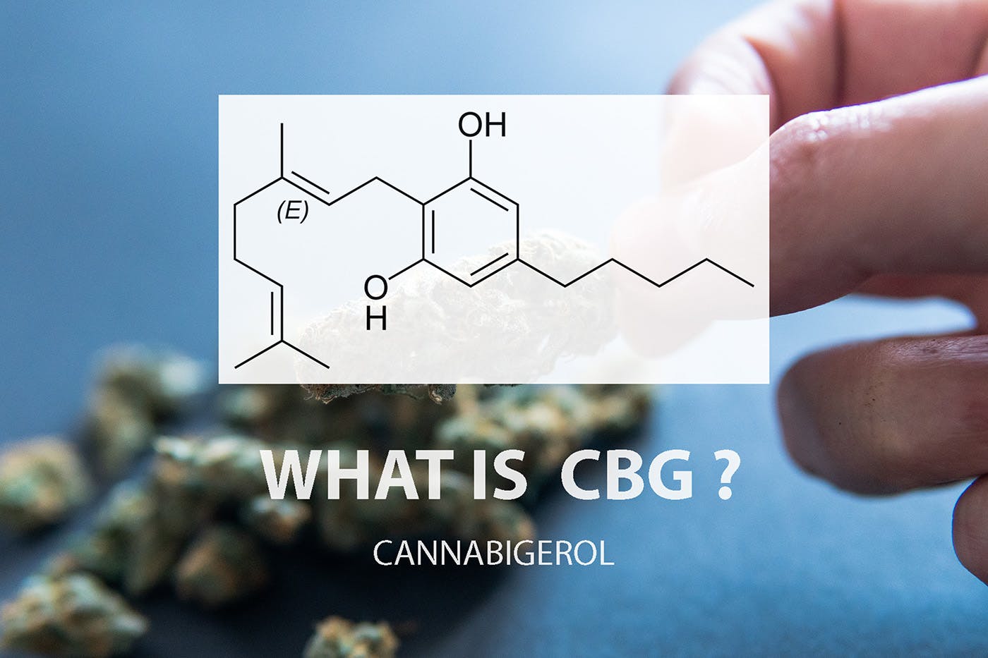 Illustration showing CBG flower with overlay saying "What Is CBG?"