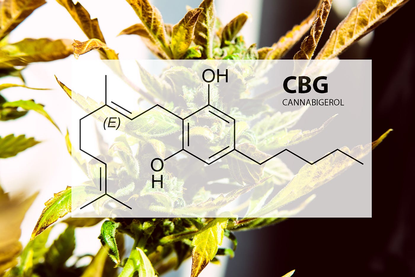 CBG Oil compound illustration with hemp plant background