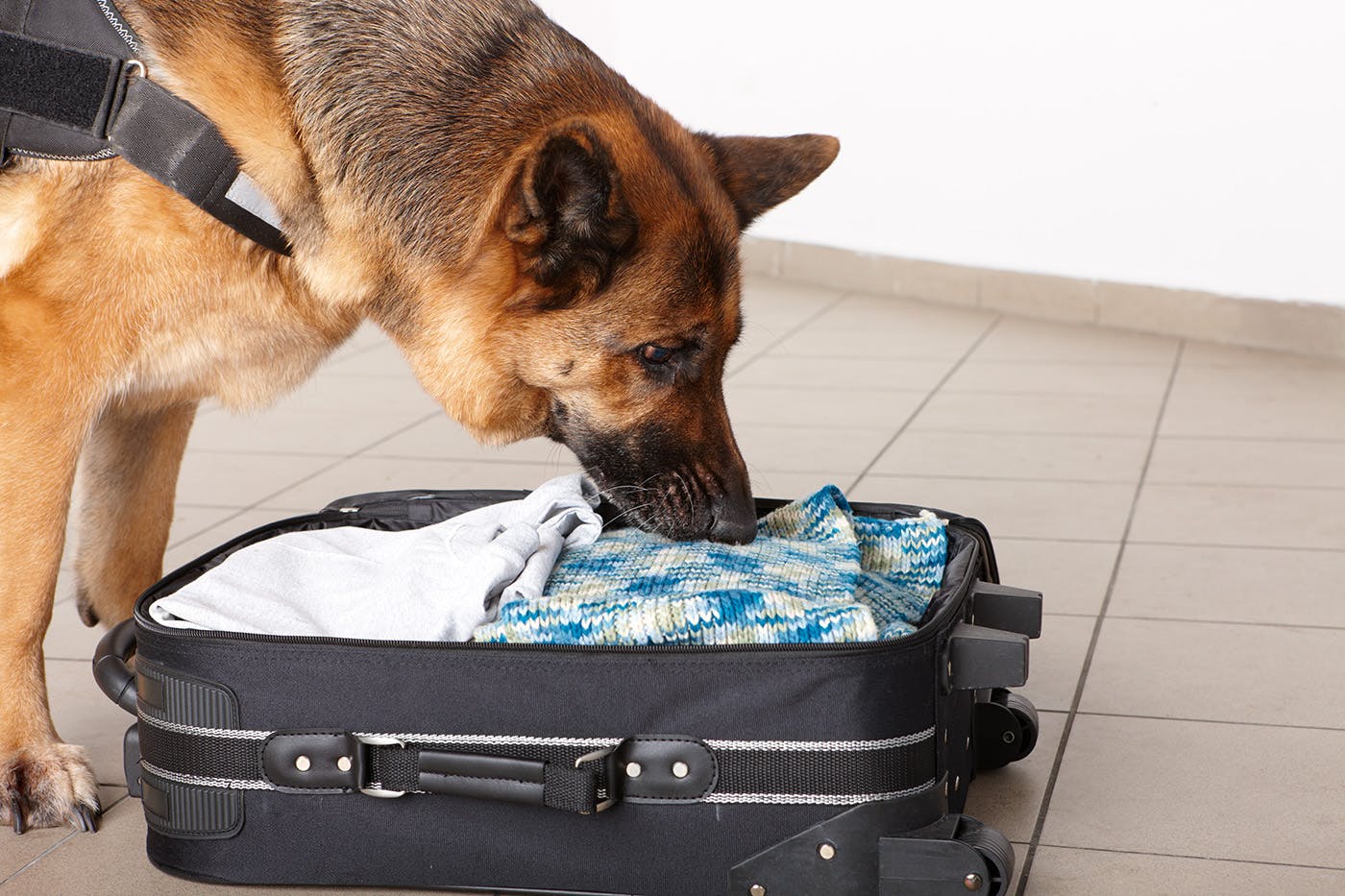 Drug dog sniffing suitcase on floor