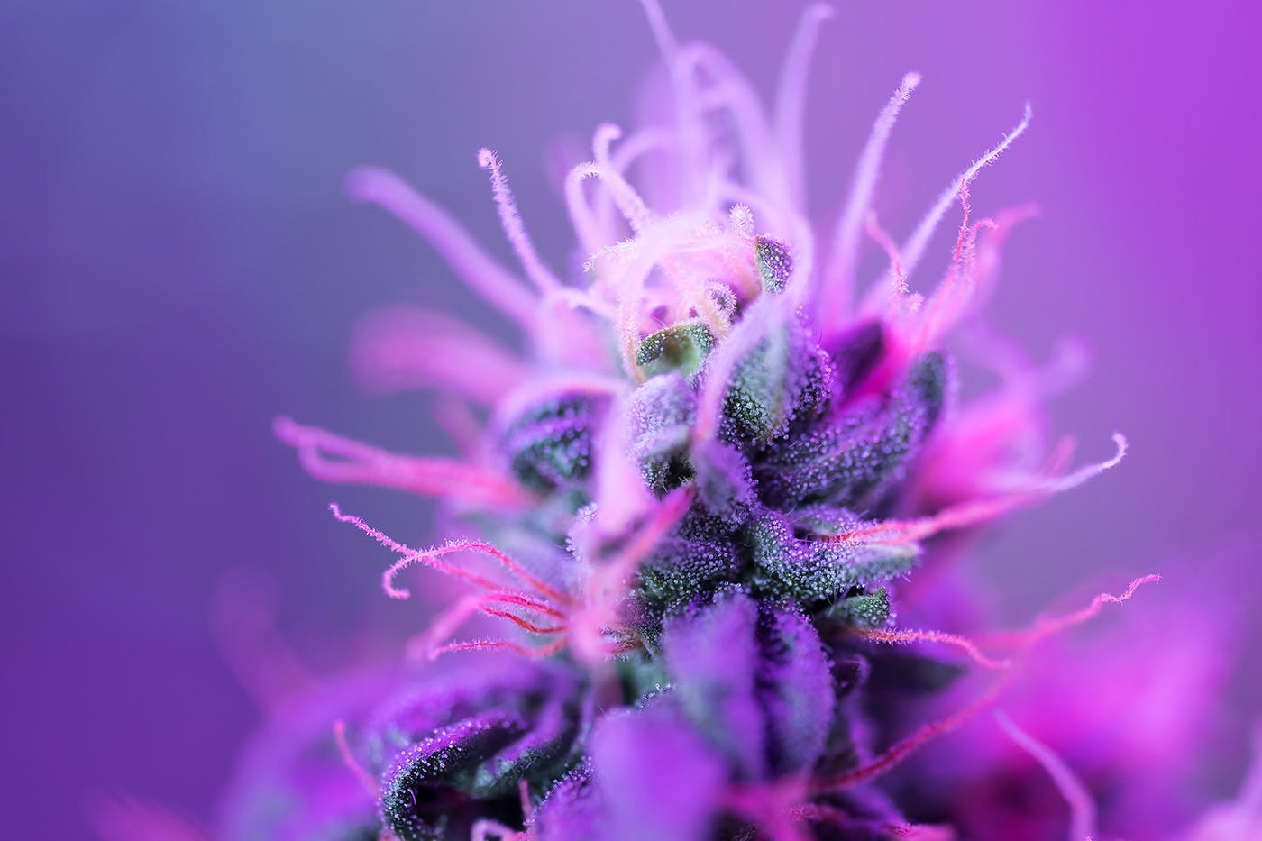 Weed flower under purple grow light
