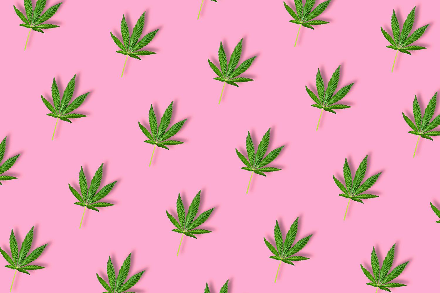 Marijuana leaves on pink background