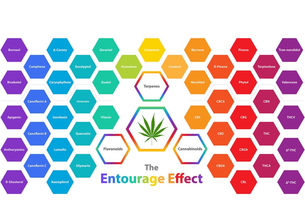 The Entourage Effect Understanding the Cannabis Plant Delta North